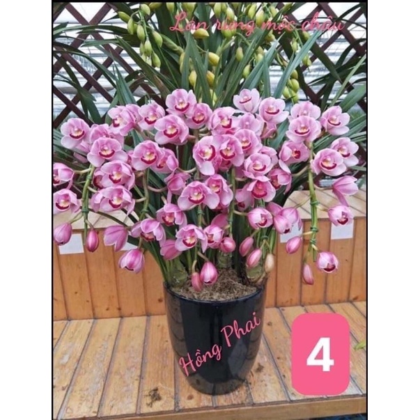 Địa lan santo hoa Tết