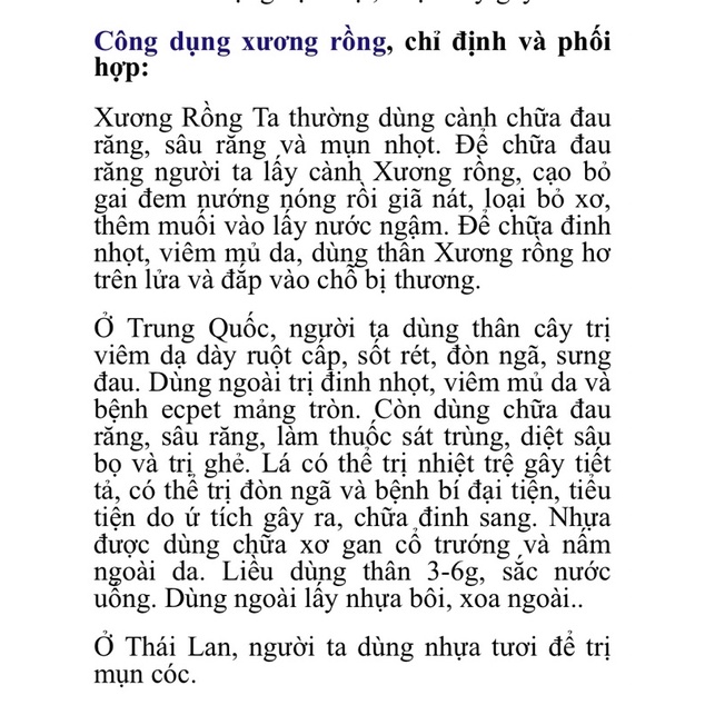 Xương rồng ba cạnh 1Kg