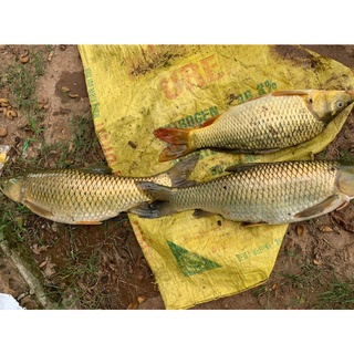 Dịch Trùn Quế - Siêu Dẫn Dụ