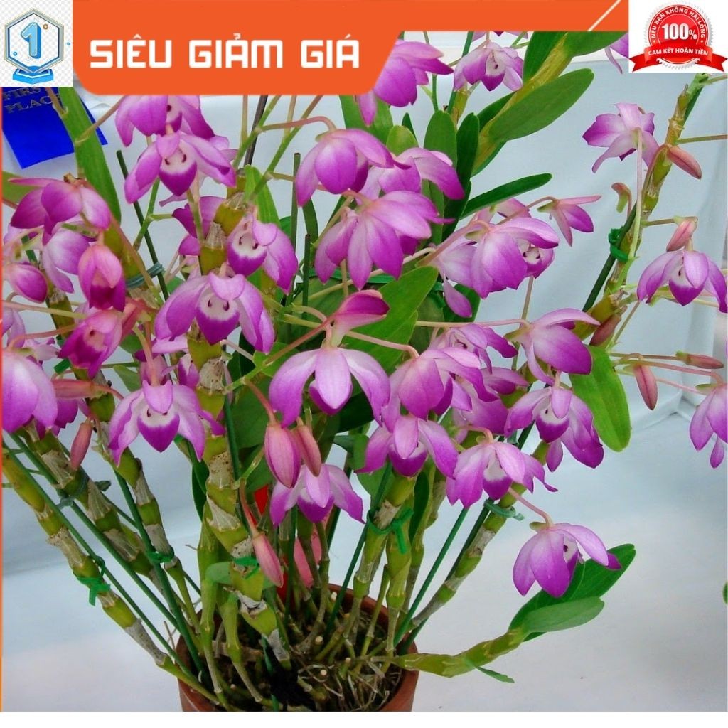 || FREE SHIP || Lan Hoàng Thảo Đùi Gà