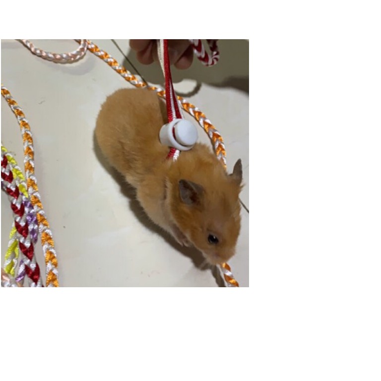 Dây dắt hamster nhiều màu
