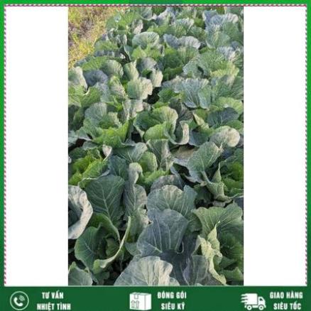 Phân ATONIK Nhật Bản kích thích phát triển cây trồng, Hoa hồng, hoa cúc, hoa lan, rau màu Nhất Việt