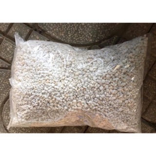 Đá perlite | trồng sen đá - xương rồng