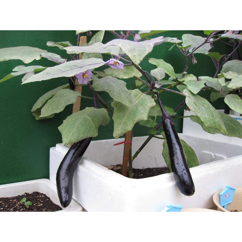Hạt Giống Cà Tím Dài - Gói 2Gr