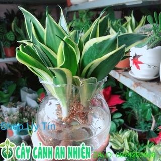 Chậu lưỡi hổ thái xanh thuỷ sinh
