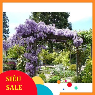 5 Hạt giống hoa Tử đằng (tặng gói kích nẩy mầm và hướng dẫn) VIETPHAT