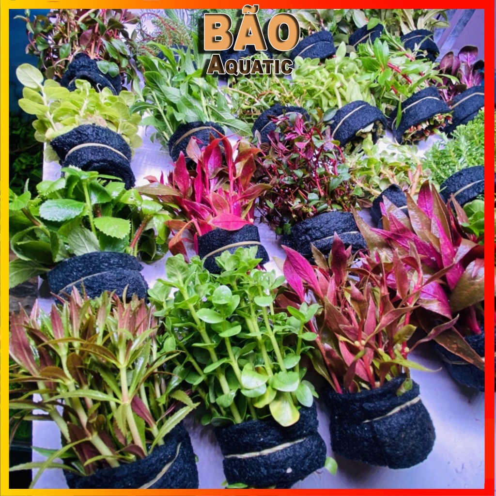 5-10 bó cây thuỷ sinh màu đỏ xanh cắt cắm lá cạn bất kỳ