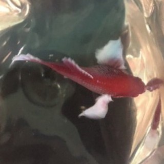 Betta mái dumbo lavender