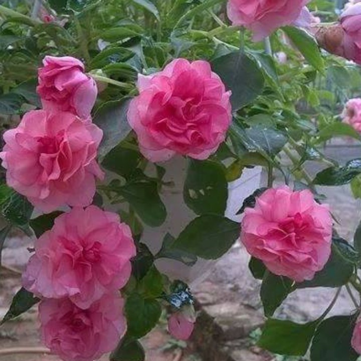 Hạt giống hoa ngọc thảo cánh kép mix màu - gói 5 hạt TẶNG gói kích thích hạt nảy mầm