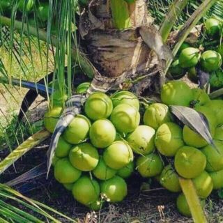 Dừa xiêm lùn (siêu trái)