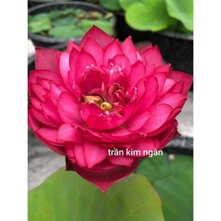 10 Củ Sen Giống (Hoa sen)