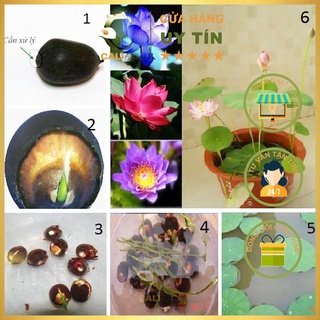 Hạt Giống Hoa Sen Mini Nhiều Màu RD 846