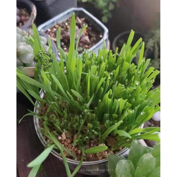 CỎ LÚA MÌ tự trồng tại nhà dễ dàng- BỔ SUNG DINH DƯỠNG chất xơ CHO MÈO