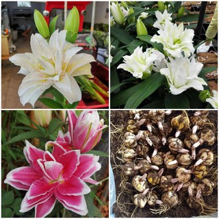 HOA LY THƠM. Combo 10 Củ Giống Hoa Ly Thân Cao Thơm Hoa Kép mix màu  - Cho Hoa Vụ Tết - sạch bệnh, nhanh lớn