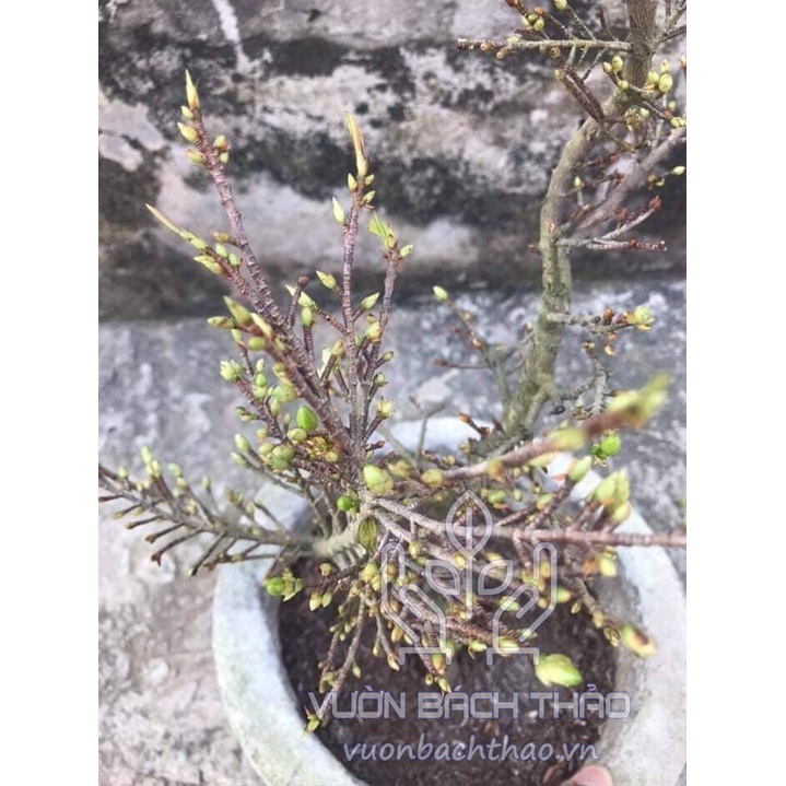 Cây mai vàng loài để bàn ngày Tết 2023 SIÊU HOT