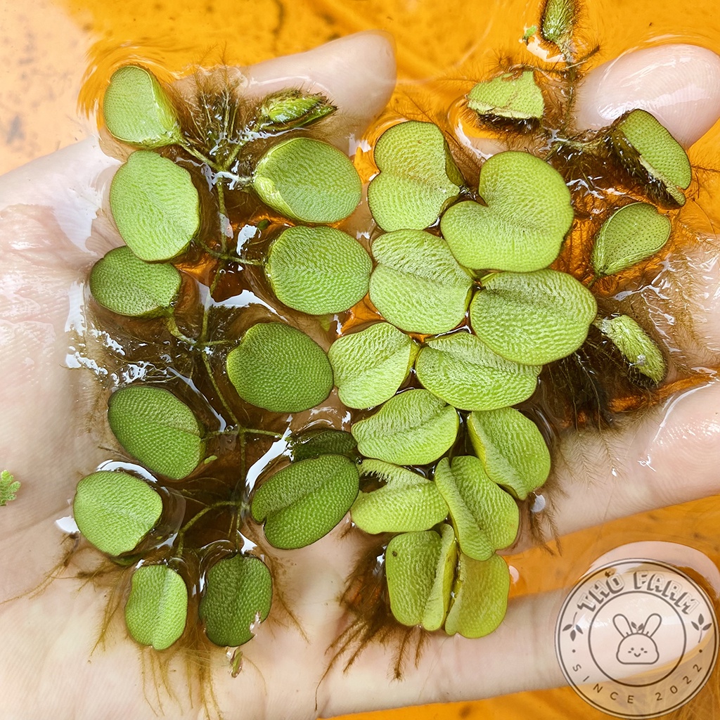 Bèo tai chuột  trang trí và lọc nước bể thủy sinh cá cảnh