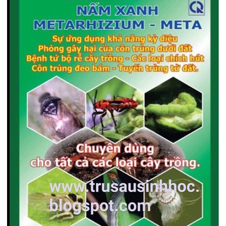 Nấm xanh Metahizium phòng trừ côn trùng, sùng đất góii 100gr