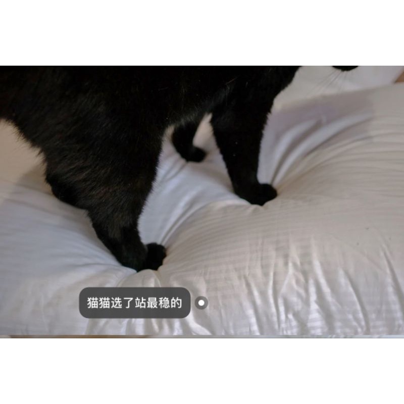 Ruột gối thương hiệu Ý Meo Meow. Ruột gối kháng khuẩn