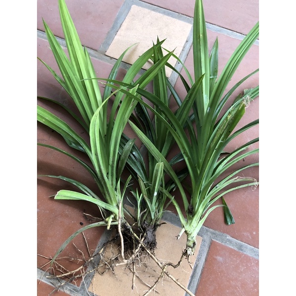 6  Cây lá dứa  link rễ trần cây to khoẻ 20-30cm