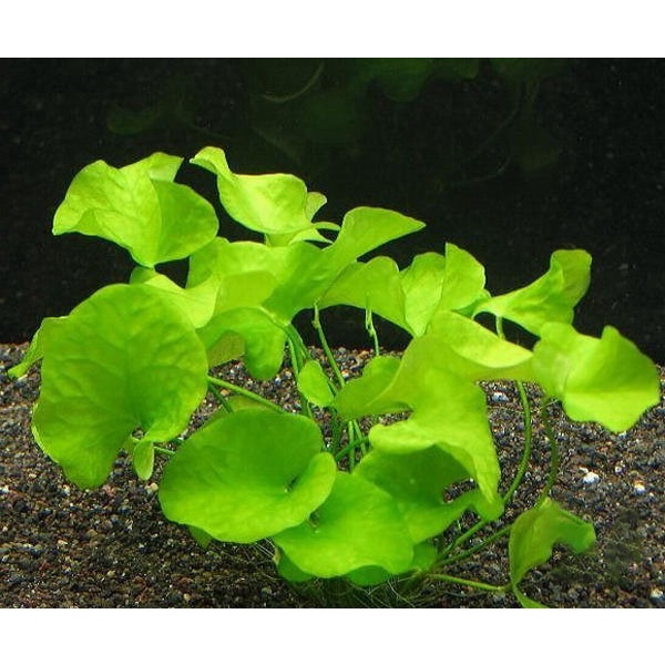 cây súng dù thủy sinh - Nymphoides sp. ”Taiwan'' - cây thủy sinh dễ trồng