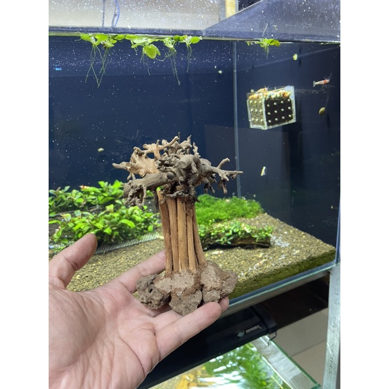Lũa bonsai rừng bay cao 10cm
