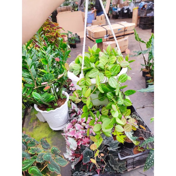 Chậu treo lan đồng tiền