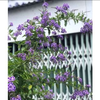 Cây giống chuỗi ngọc thái hoa tím đậm, trắng thơm