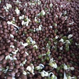 Đất sét nung POPPER_1 lít584