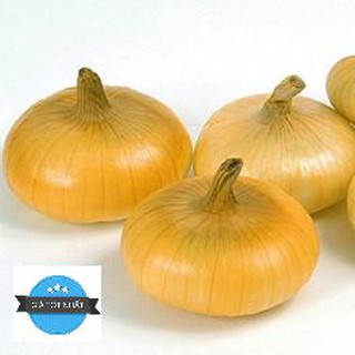 Hạt Giống Hành tây 2gr