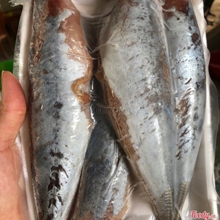 Cá nục 1 nắng khay 500gr