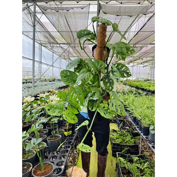 Chậu cứng Trầu bà lổ leo trụ - Adansonii