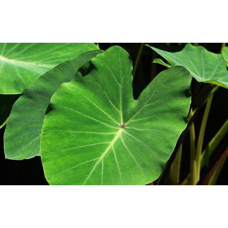 RẺ VÔ ĐỊCH - Cây Khoai Môn Thủy Sinh