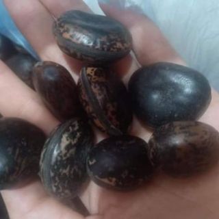 1kg hạt đậu lào