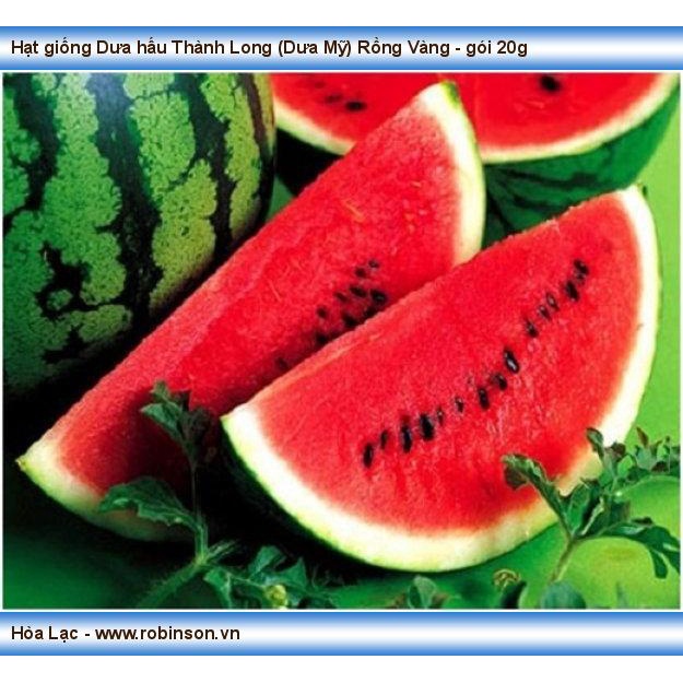 Hạt giống HN dưa hấu F1 HN 90 ( 0.5g)