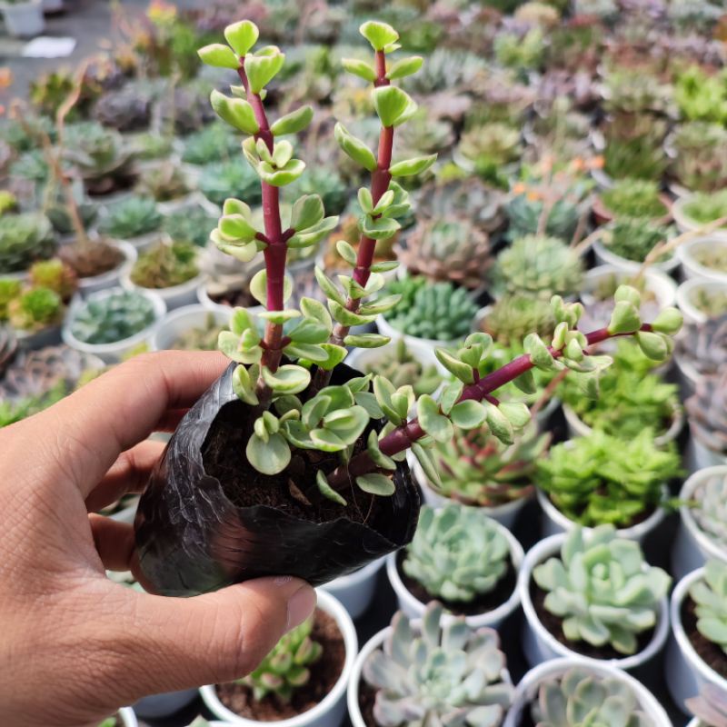 Sen Đá Đô La Trắng Size Bé 5-7cm Siêu Cute, Sen Đá PANDAA GARDEN Xuất Xứ Đà Lạt Khoẻ Đẹp, Thuần Mọi Khí Hậu, Lỗi 1 Đổi 1