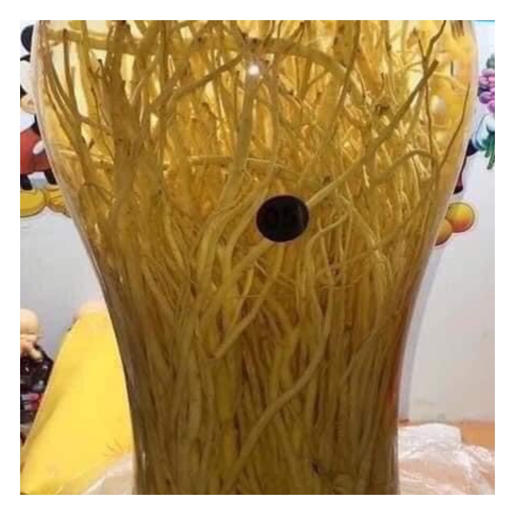 Đẳng Sâm Khô Thơm, Sạch Giúp Tăng Cường Sinh Lý, Bồi Bổ Sức Khoẻ | BigBuy360 - bigbuy360.vn