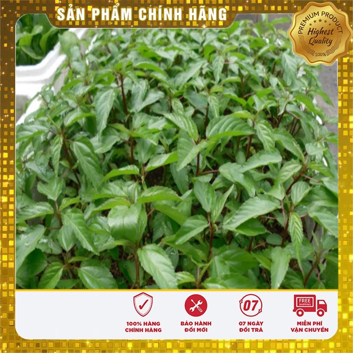 Hạt giống Rau Đay Đỏ Cao Sản trồng quanh năm gói 20 Gram