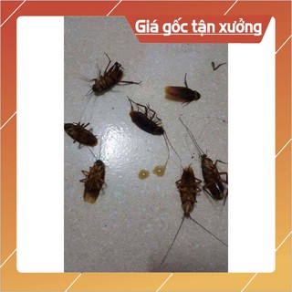  THUỐC DIỆT KIẾN, DIỆT GIÁN THẦN THÁNH
