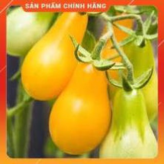 HẠT GIỐNG CÀ CHUA LÊ VÀNG.