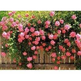Hạt giống hoa hồng leo pháp mix nhiều màu-Tổng kho hạt giống giá rẻ