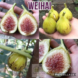 CÂY GIỐNG SUNG MỸ TRÁI VÀNG