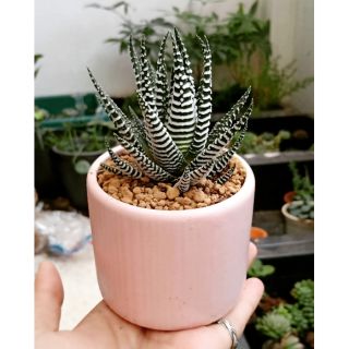 SEN ĐÁ MÓNG RỒNG LỚN - DỄ TRỒNG (Tặng bảng đen)