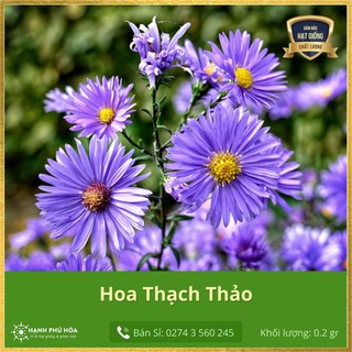Hạt Giống Hoa Thạch Thảo Tím SV 0.2gr - Dễ trồng, Hoa nhiều, sắc sỡ, Chịu nắng mưa