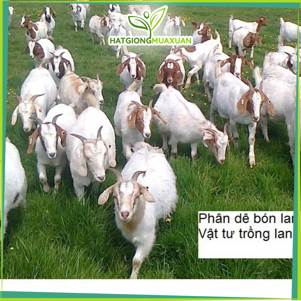 [SIEURE] 01 kg phân dê đã xử lý làm phân bón lan và phân bón cây trồng hàng đẹp, phân phối chuyên nghiệp.