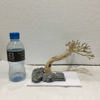 Layout, bố cục lũa thủy sinh bonsai ghép đá, bonsai lũa