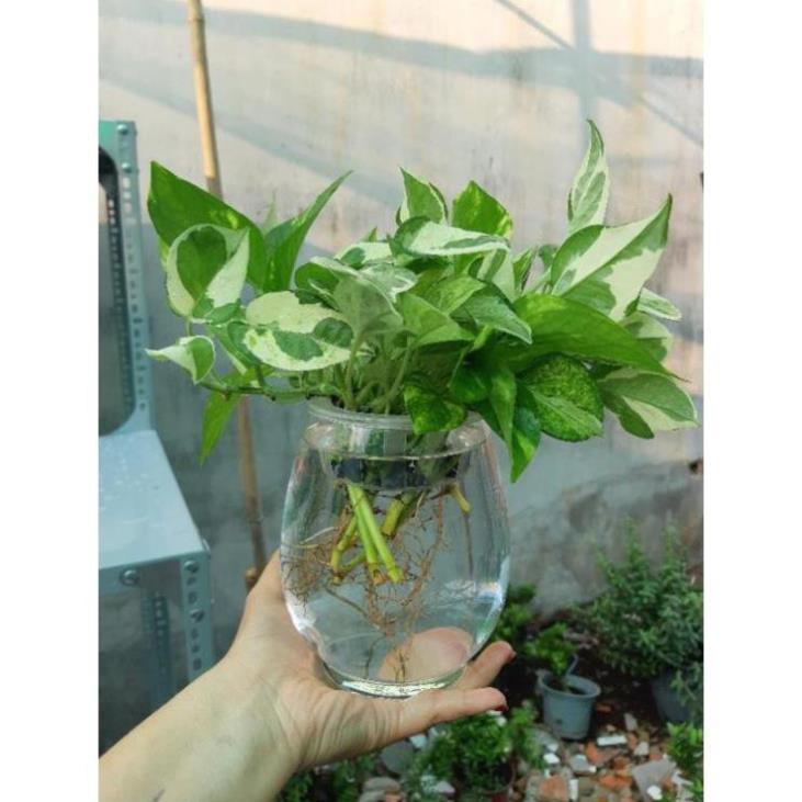 trầu bà thủy sinh