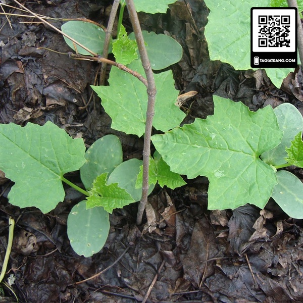 1Kg Hạt giống bí ngồi xanh cao sản