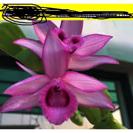 PHI ĐIỆP KIẾN LỬA hàng giống