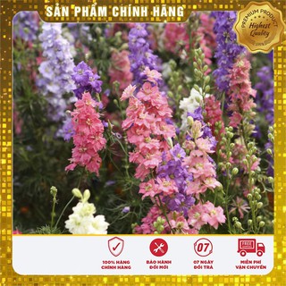 Hạt Giống Hoa Phi Yến Mix 100 Hạt