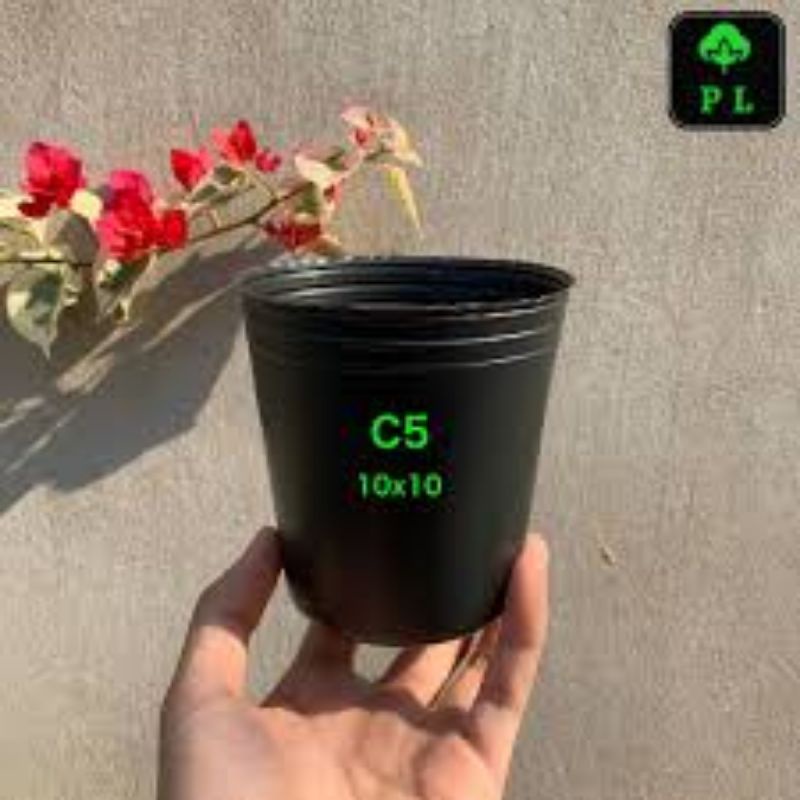 Combo 5 nhánh chiết mai chiếu thủy lá trung. Tặng 5 chậu nhựa